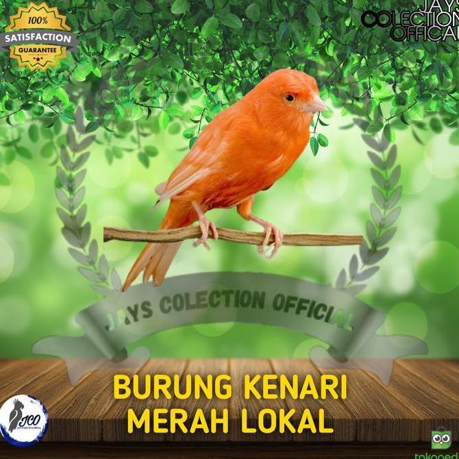 BURUNG KENARI MERAH LOKAL