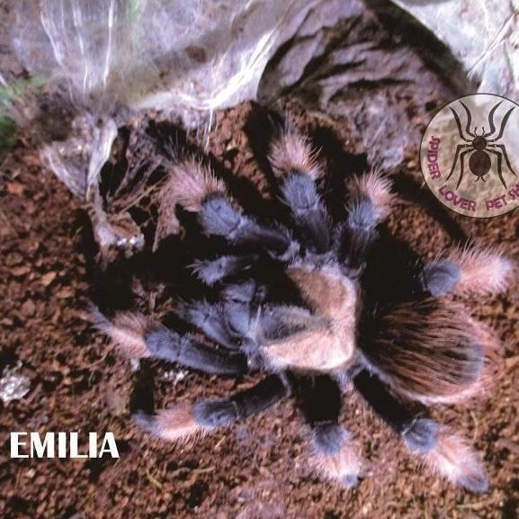 BRACHYPELMA EMILIA JUVIE FEMALE  TARANTULA