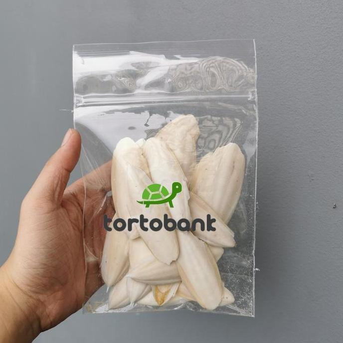 CUTTLE FISH BONE - TULANG SOTONG SUPER - KALSIUM BURUNG / REPTIL