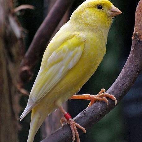 // BURUNG KENARI LOPER CERAH PILIHAN *