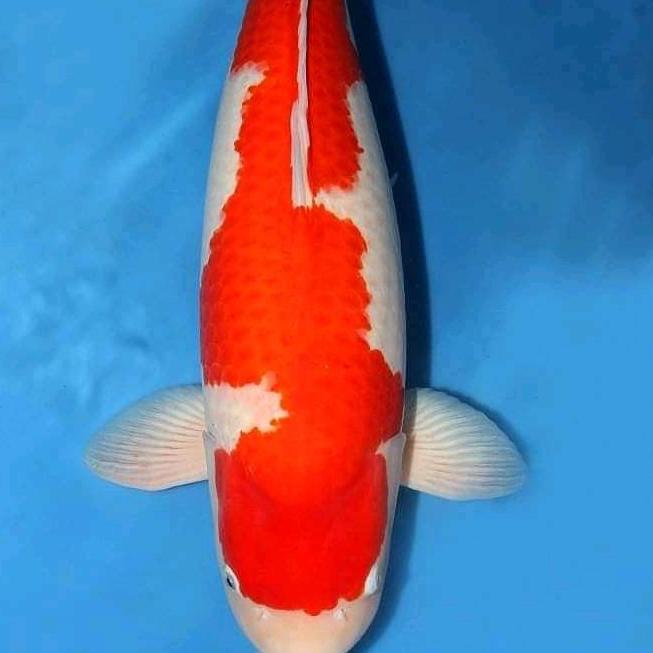 '' IKAN KOI KOHAKU GRADE A UK.20-25CM *