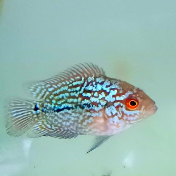 OK LOUHAN KAMFA F2 UKURAN 5-6 CM *