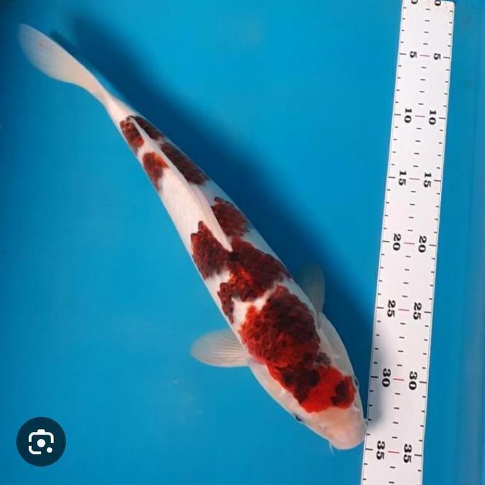 * 2 EKOR IKAN KOI UKURAN ( 15-20CM ) GOROMO - KOHAKU   GRADE A *