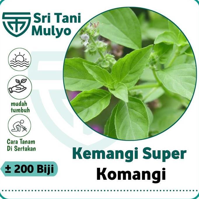 200 Biji - Benih Kemangi Lalap Super Berkwalitas - Bibit Sayuran - Benih Sayuran Basil Lemon Bibit K