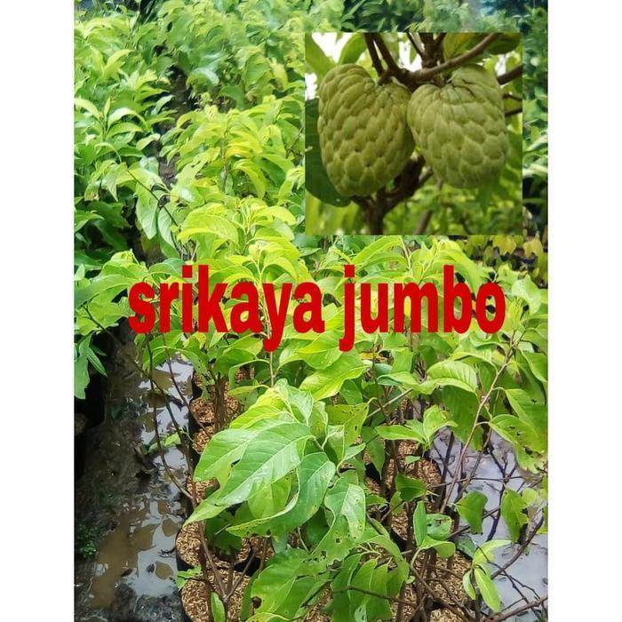 READY STOK SEDANG BERBUAH/ BERBUNGA // BIBIT SRIKAYA BUAH SUPER JUMBO - BUAH SRIKAYA - BIBIT BUAH