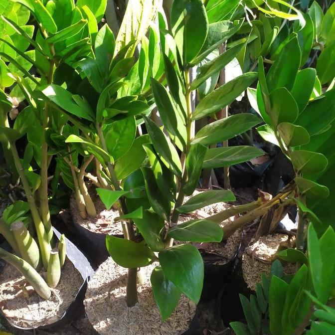 tanaman zz plant