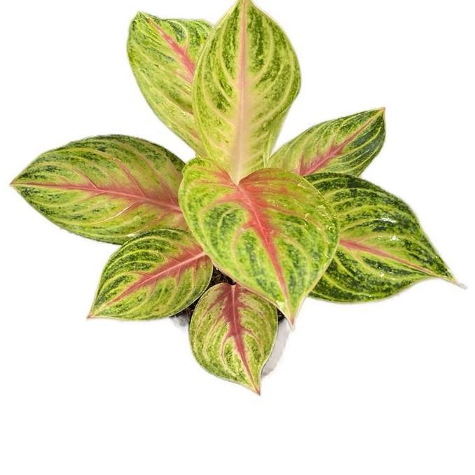 Aglonema Andini Dewasa / Tanaman Hias Aglonema