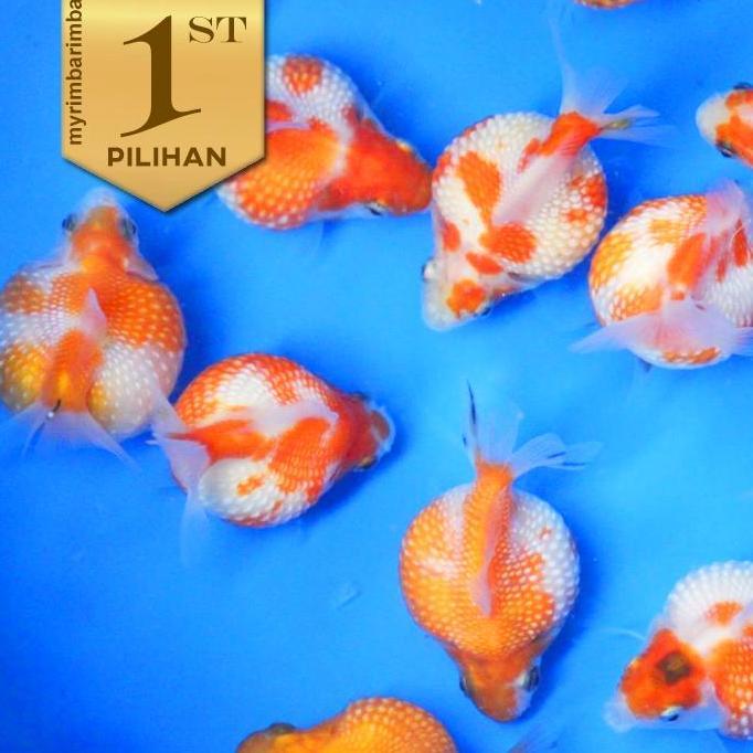 Koki Mutiara Ping Pong Grade A Ikan Hias Hiasan Aquarium Aquascape