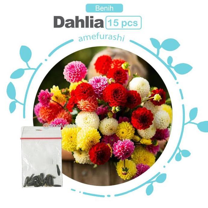 Pilihan- Benih Bunga Dahlia Unwins Dwarf Mix Bunga Musim Panas