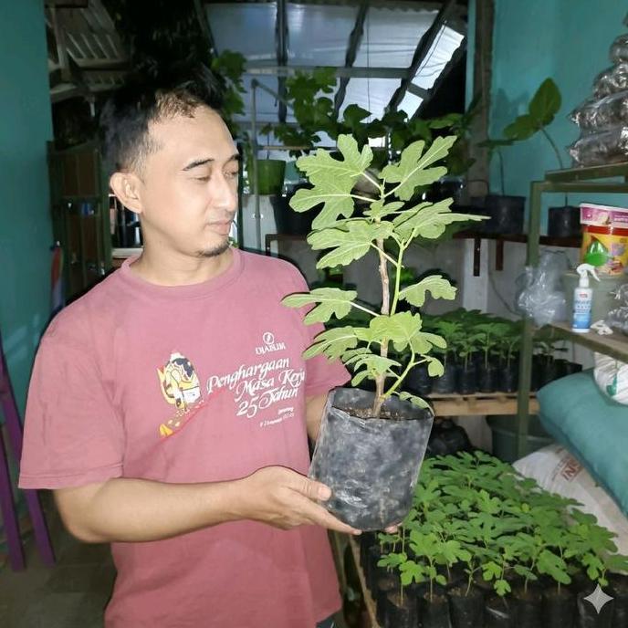 bibit buah tin sudah polibag cepat berbuah