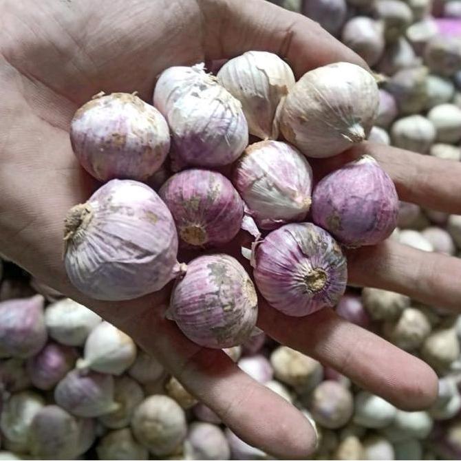 Pilihan - Bawang Putih Tunggal / Bawang Lanang Kemasan Ekonomis Ukuran Jumbo Sampai Kecil