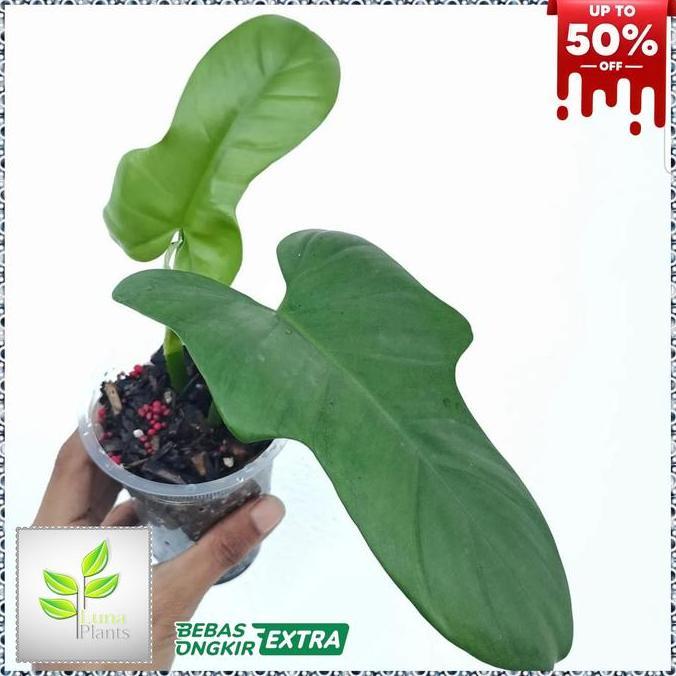 philodendron violin - tanaman hias philodendron violin