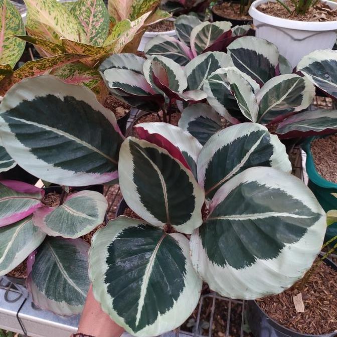 tanaman hias calathea Marion - calathea Cintya marion