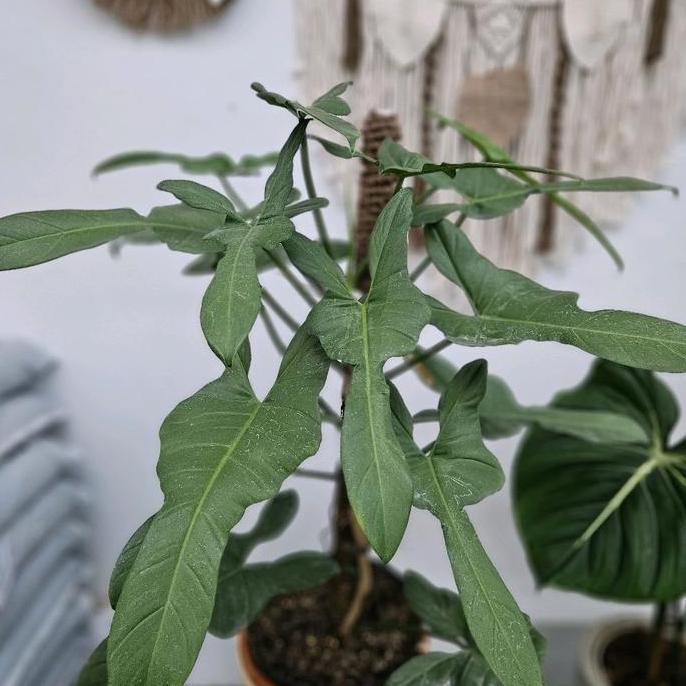 Philodendron Bipennifolium / Philodendron Violin