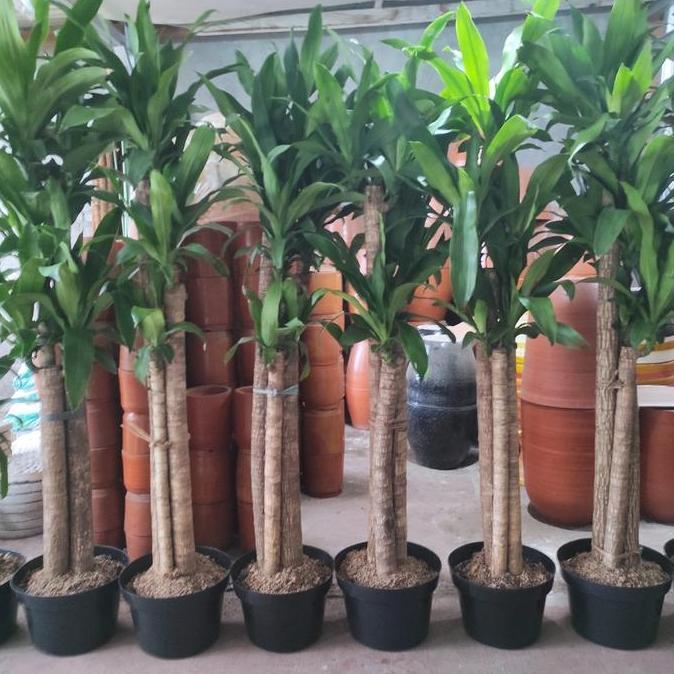Tanaman Dracaena Fragrans / Dracaena