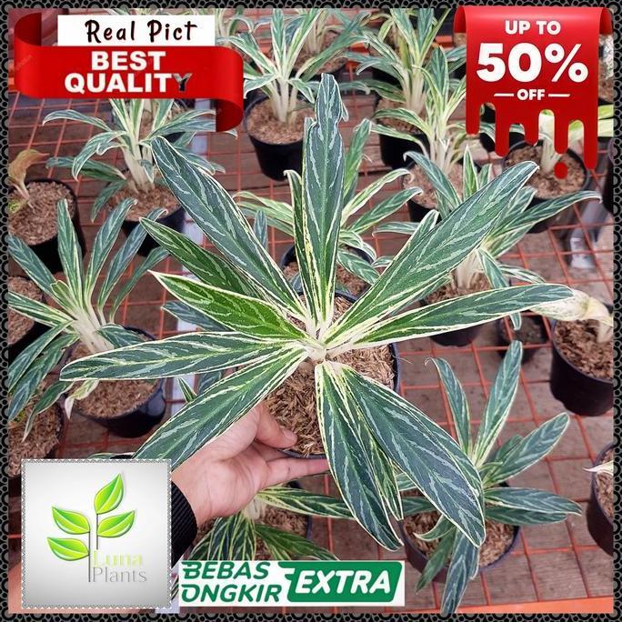 aglonema bambu lokal / tanaman hias aglonema