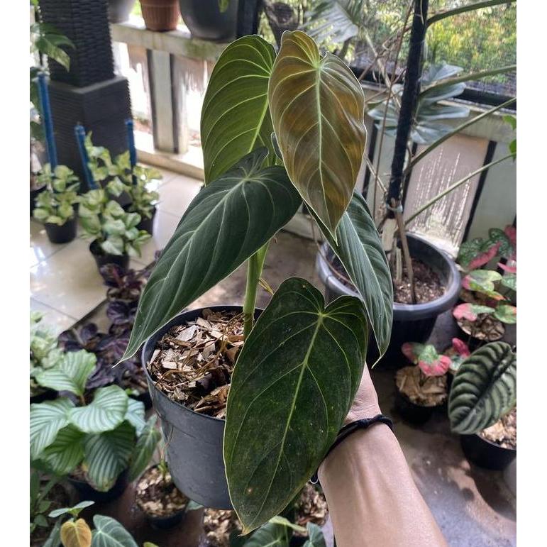 philodendron melanochrysum narrow tanaman hias