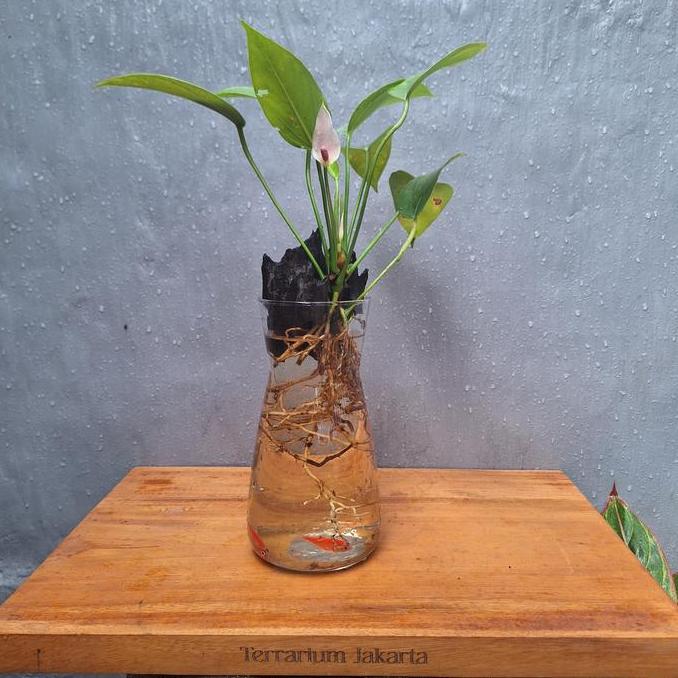 Aquaterra - wooden art Anthurium| pink Anthurium