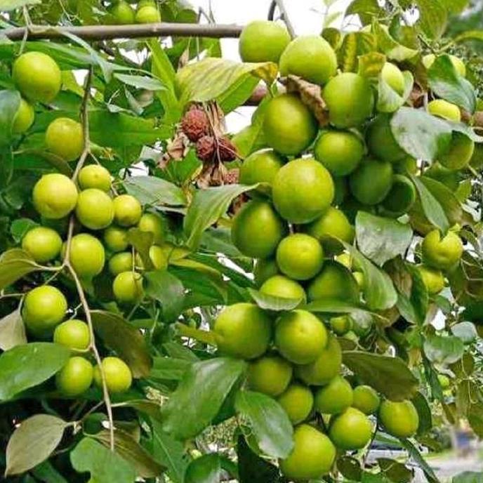 Bibit Pohon Apel Putsa Siap Berbuah / Pohon Apel India
