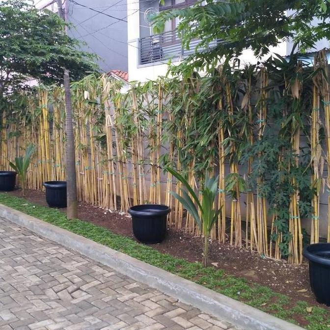 PROMO pohon bambu kuning tinggi 1 - 2 meter Tanaman bambu kuning