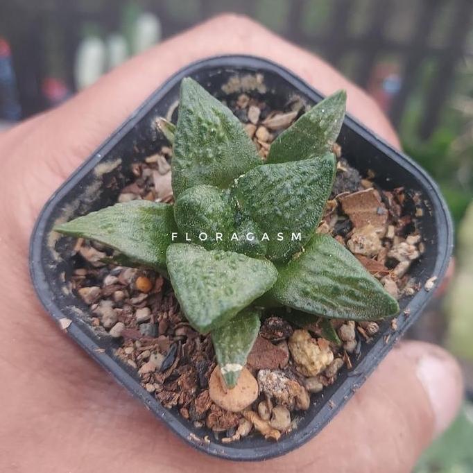 Ariocarpus Fissuratus Godzilla