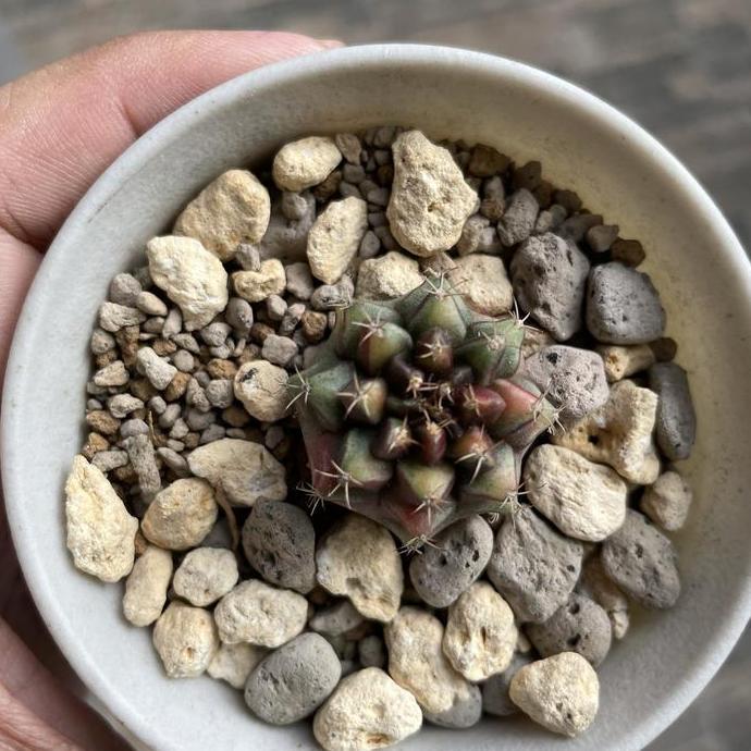 Kaktus Gymno no id