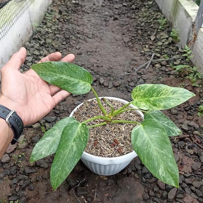 tanaman Philodendron marble varigata/philodendron marble variegata