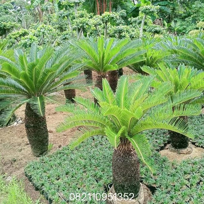TANAMAN HIAS PALEM SIKAS - PALM SIKAS BESAR