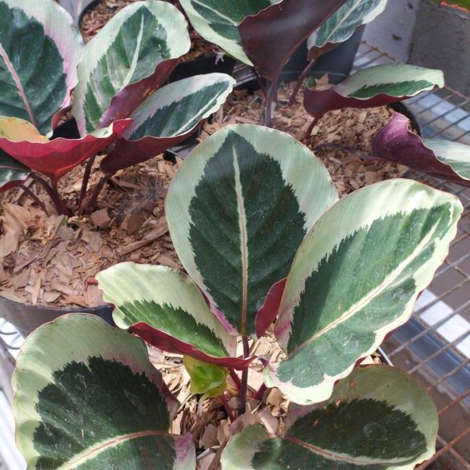 6 TANAMAN HIAS CALATHEA MARION - CALATHEA MARION