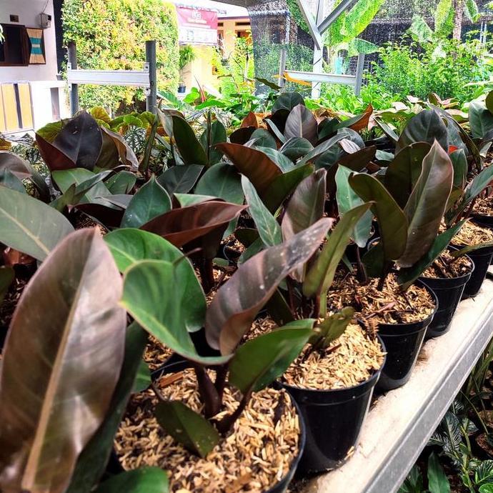 tanaman philodendron black cardinal - philodendron black cardinal
