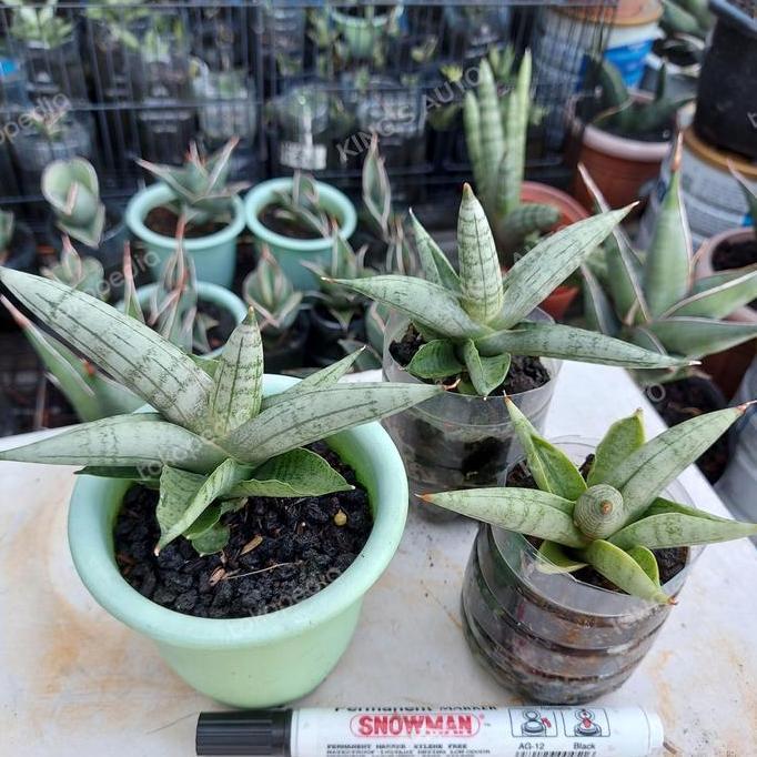 SANSE - SANSEVIERIA BONCEL SILVER 1 POT