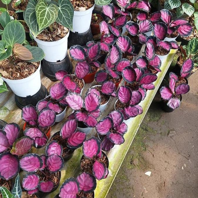 Tanaman hias Calathea crimson / calathea crimson queen
