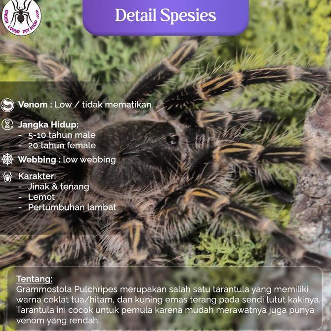 Multijoana - Grammostola Pulchripes Juvenille Tarantula