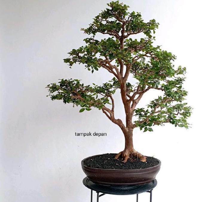 bonsai anggur brazil, kupa landak jaboticaba