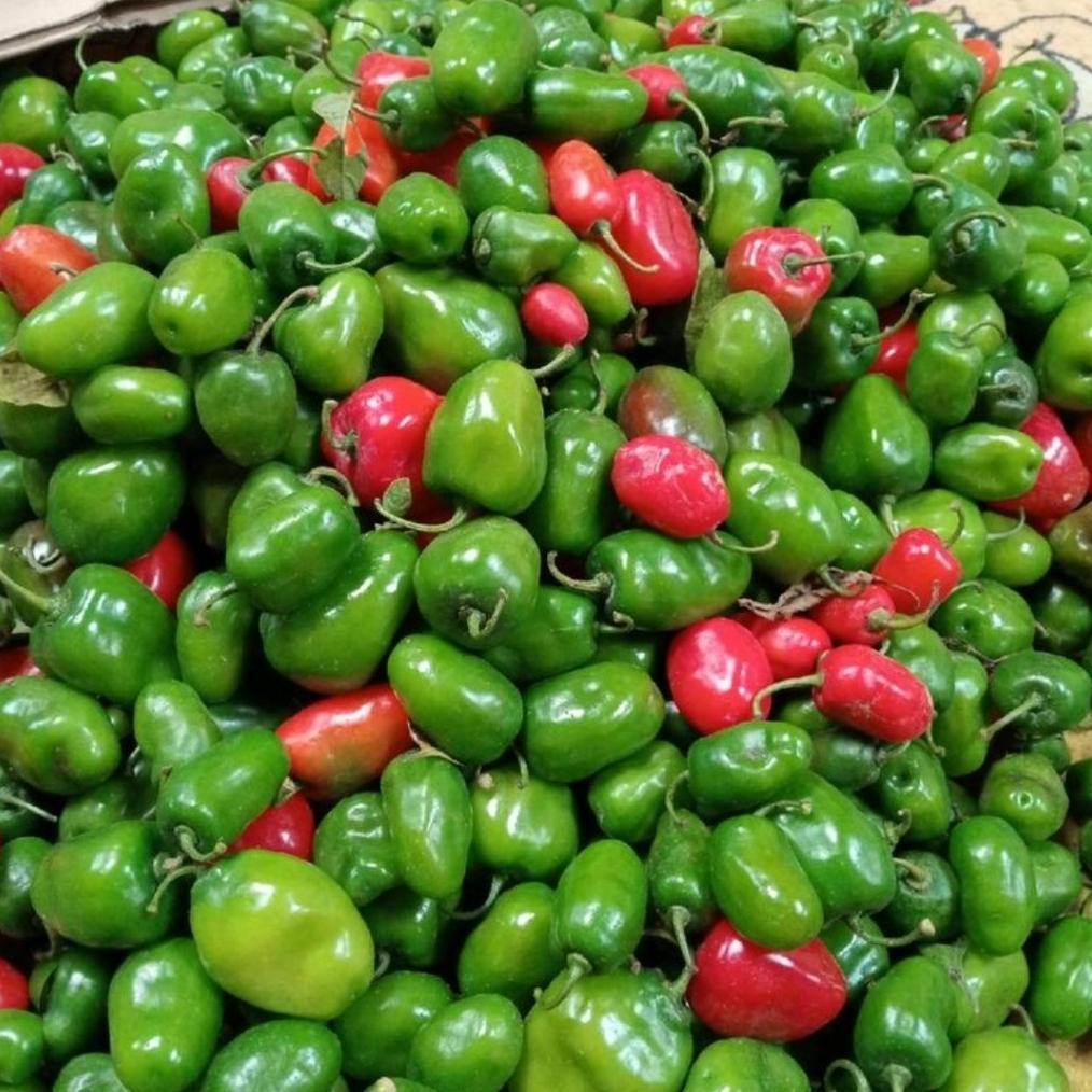 , ( 20 Biji ) Benih Cabe Gendot | Cabe Setan Gendot | Cabe Gendot | Cabe Pedas ,
