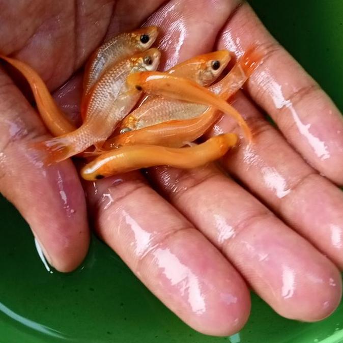 PAKET 50 EKOR IKAN TERAPI LEMON/IKAN TERAPI LEMON