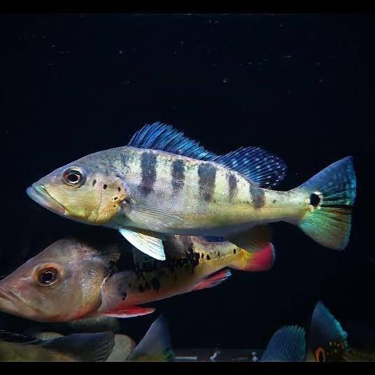 PEACOCK BASS BLUE AZUL