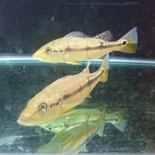 HIASAN IKAN PBASS PINIMA PURE