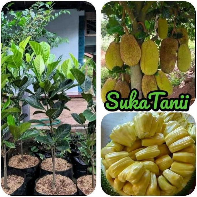 Parque - Bibit Nangka Jumbo Madu Okulasi Bibit Nangka Jumbo Cepat Berbuah