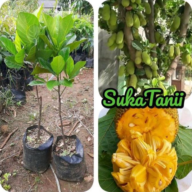 Parque - Bibit Nangka Mini Okulasi Bibit Nangka Mini Super Madu Okulasi Unggulan