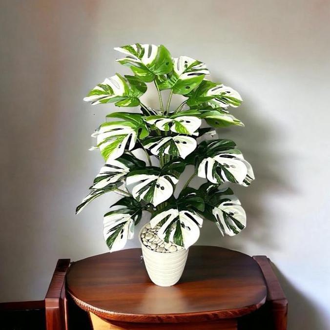 Monstera Varigata D24 Jumbo + Pot Pirus Bunga Hiasan Artificial