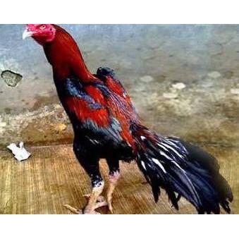 Ayam Pakhoy Import Ori - Ayam Pakhoy Asli