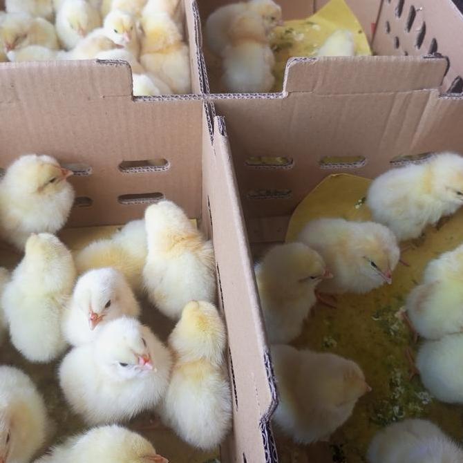 Ayam Pejantan / Ayam Negeri Pejantan / Doc Pejantan / Ayam Jantan