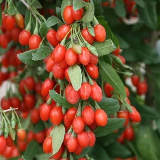Tanaman Bibit Red Goji Berry