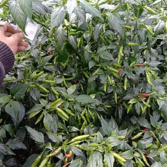 Promo Benih Cabe Rawit Unggul Varietaz 22 - Bibit Cabe Varietas 22 Cod