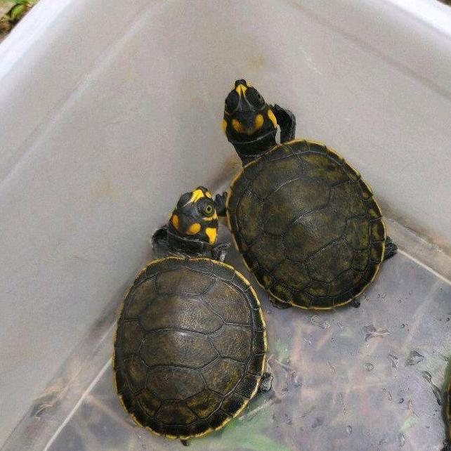 Unifilis Kura Kura Air Turtle