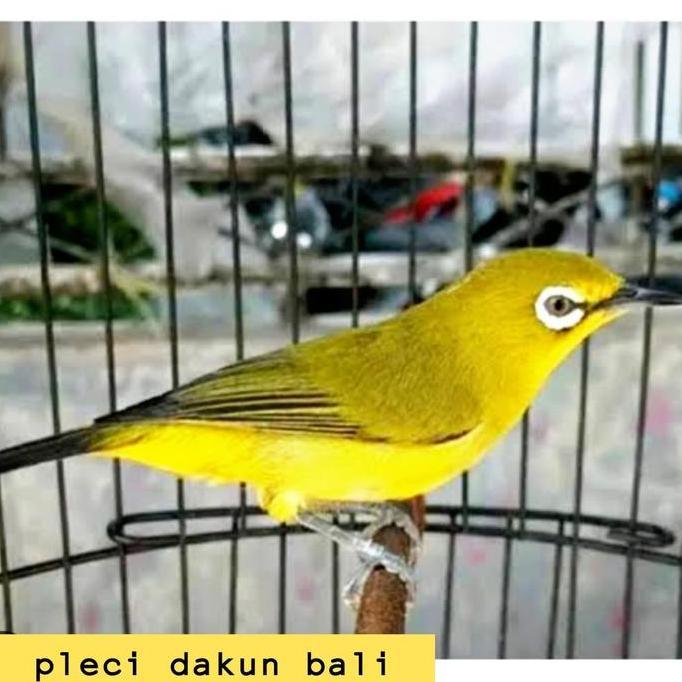 burung pleci dakbal dakun bali pilihan