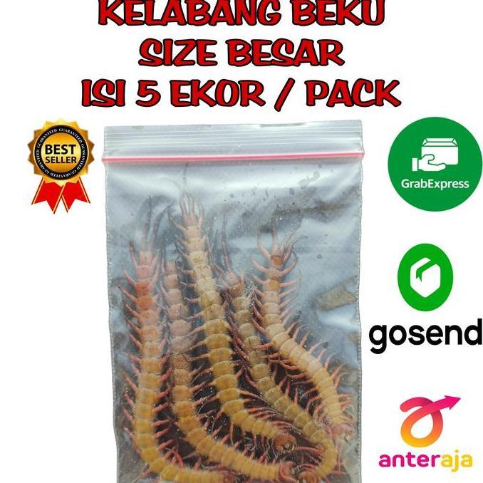 Fishgod- Kelabang Beku / Lipan Beku / Kelabang Pakan Ikan Arona / Lipan Pakan