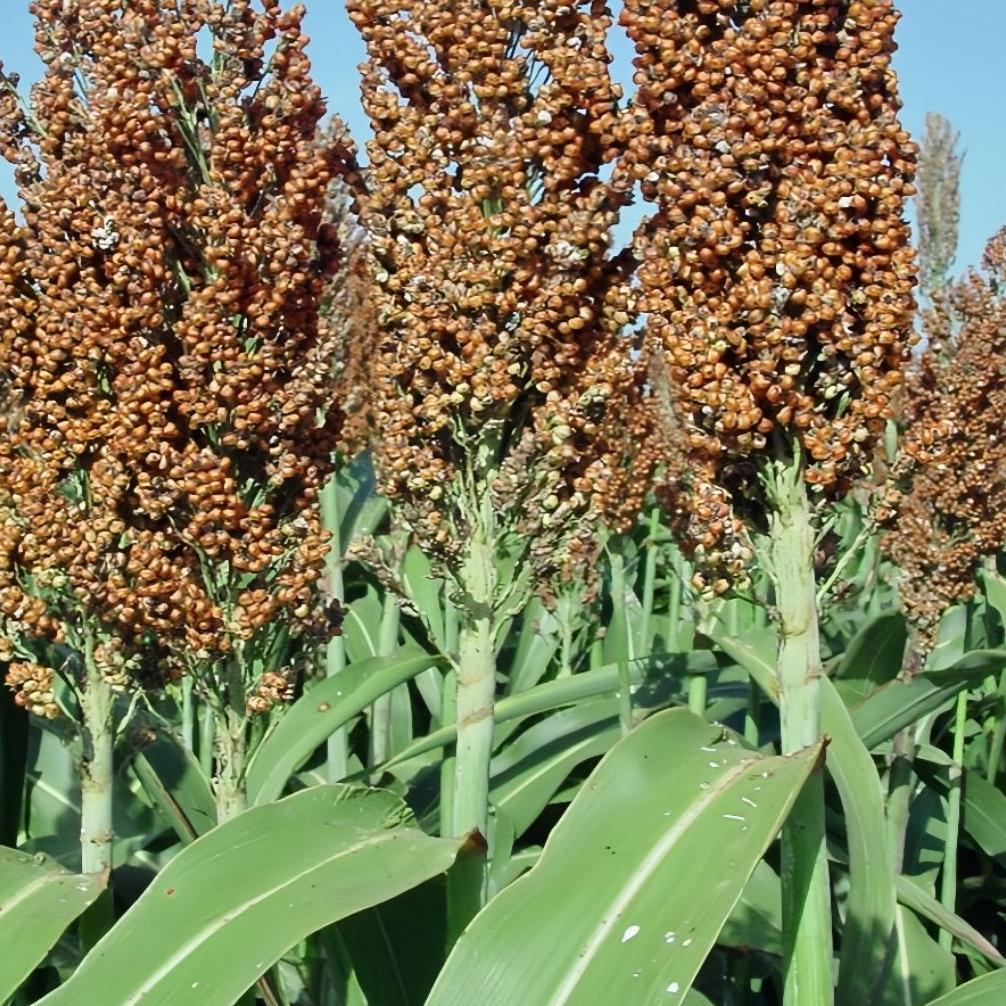 500 Biji Benih Sorgum Bioguma Bibit Unggul Benih Sorgum