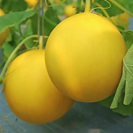 Biji Benih Bibit Buah Melon Golden Manis - Golden Melon Honeydew F1